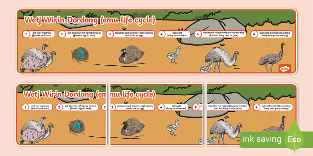 Emu Life Cycle in Noongar Language - Twinkl