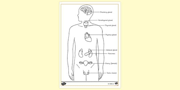 organ system for kids drawing