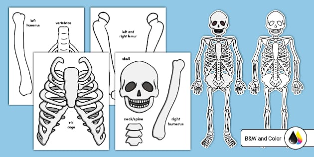skeleton-print-out-2nd-grade-resource-twinkl-usa