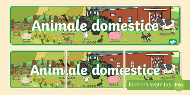 Animale domestice – Banner (teacher made) - Twinkl