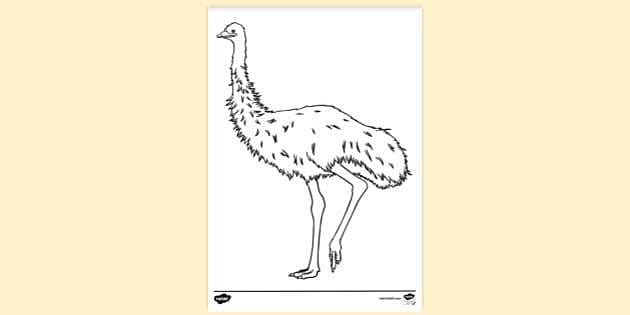 FREE! - Emu Colouring Sheet | Colouring Sheets - Twinkl