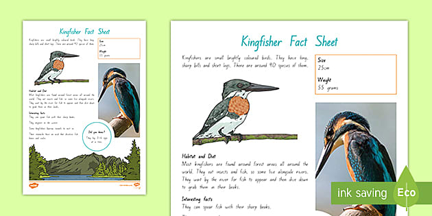 essay on kingfisher in english