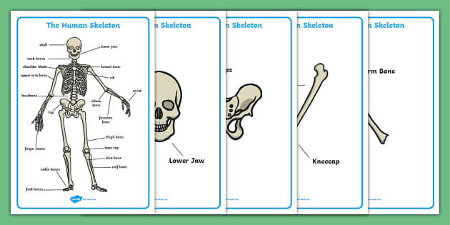 Photograph, Human Skeleton (labeled), illustration