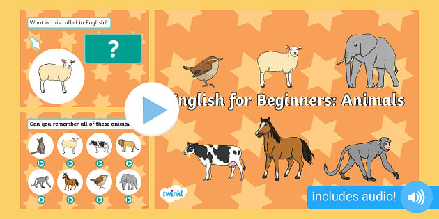 English for Beginners: Animals (teacher made) - Twinkl