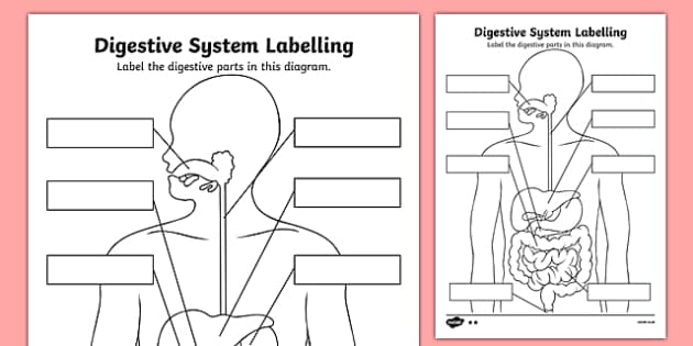 digestive system diagram for kids to label