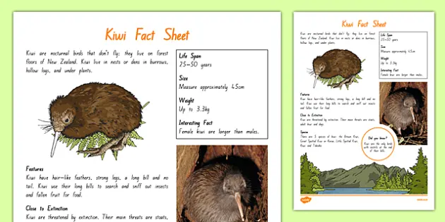 Kiwi Bird Facts Sheet Teacher Made