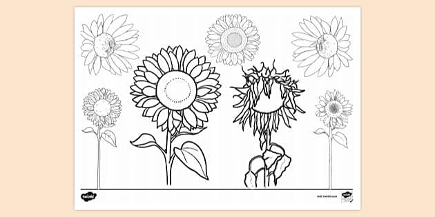 sunflower coloring page easy