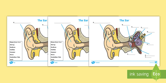 ear anatomy model labeled