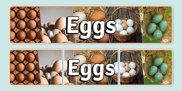 Egg Display Banner (teacher made) - Twinkl