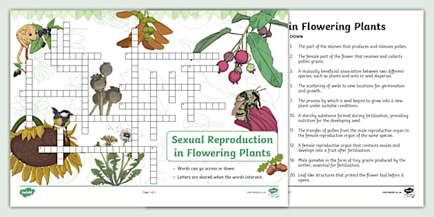 Sexual Reproduction in Flowering Plants Crossword Twinkl