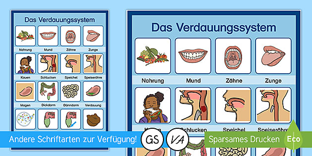 Arbeitsblätter zum Verdauungssystem für Kinder