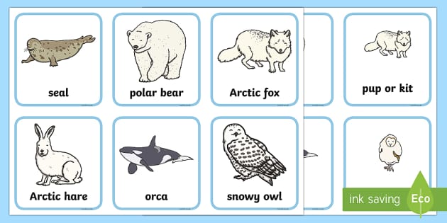 14 FREE Arctic animals Flashcards, PDF