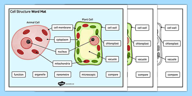 Cell Structure Word Mat - Cell Structure Poster - Twinkl