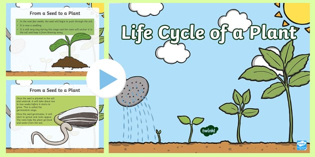 Plant Life Cycle PowerPoint