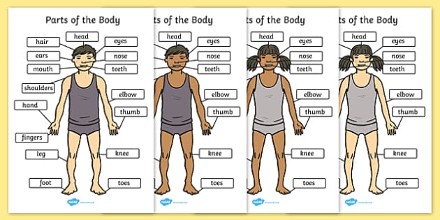 The Body With Labels - Human Body Labelled (A4) - Twinkl