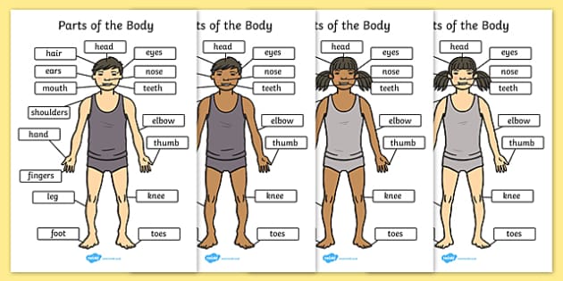 FREE! - The Body With Labels - Parts of the Body (A4)