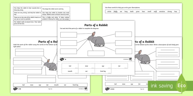 Parts of a Rabbit Differentiated Worksheet / Worksheet