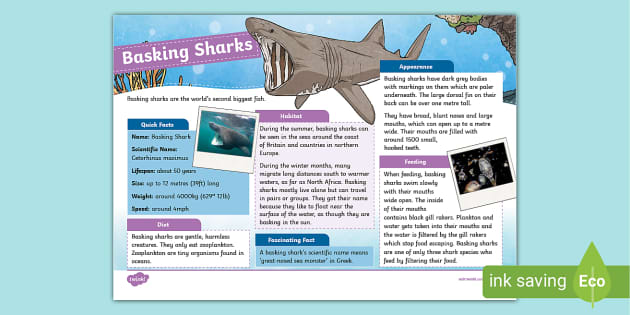 Basking Shark Fact File | Twinkl Educational Resources