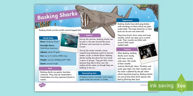 Basking Shark Fact File  Twinkl Educational Resources