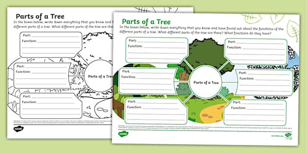 Parts of a Tree Mind Map (professor feito) - Twinkl