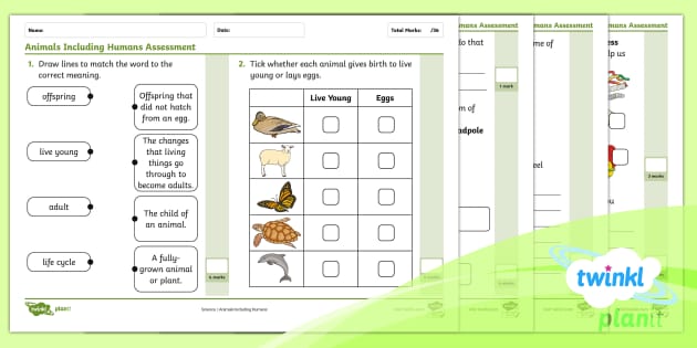 Science: Animals Including Humans: Assessment Test Year 2