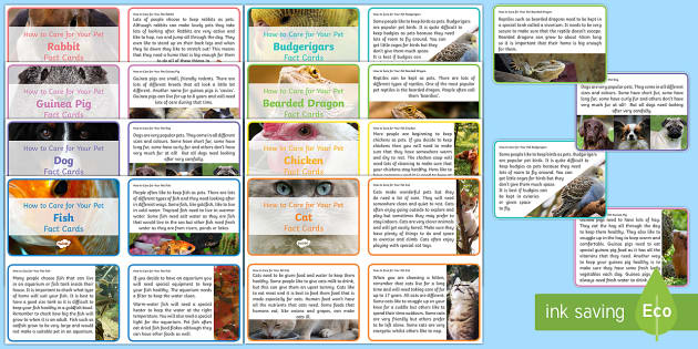 Caring For Animals Poster | Protecting Animals Information