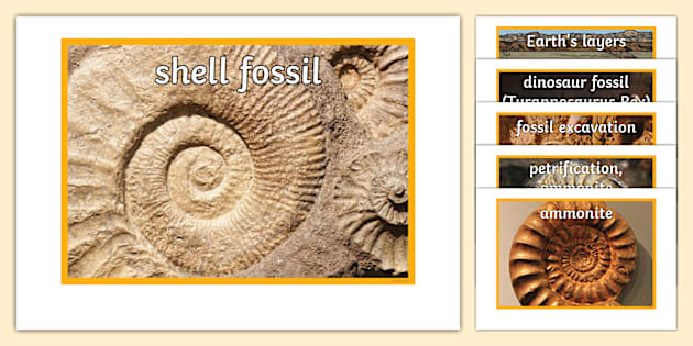 Fossils Display Posters (teacher made) - Twinkl