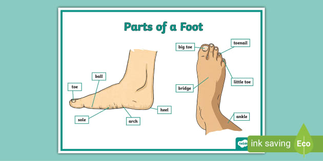  Foot Poster