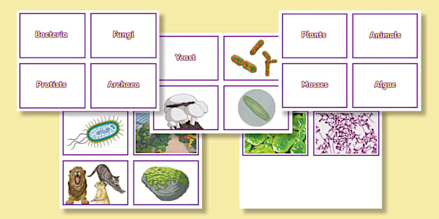 Matching Cards: Classification of Living Organisms - Twinkl