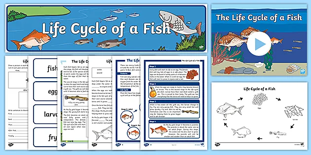 Life Cycle of a Fish Unit Pack (teacher made) - Twinkl