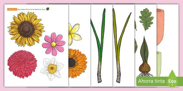 Manualidad: Partes de las Plantas y Flores (teacher made)
