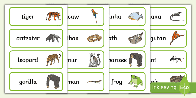 Jungle Animals Word Cards (teacher made) - Twinkl