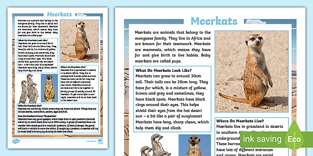 113 Top Meerkat Teaching Resources