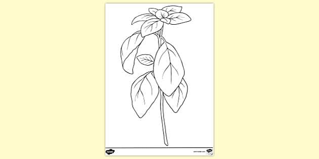 FREE Basil Colouring Page teacher made Twinkl