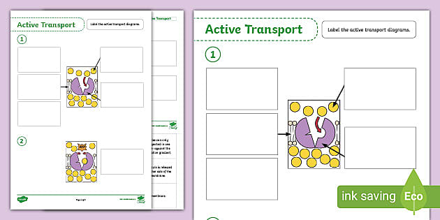Active Transport Worksheet (teacher made) Twinkl