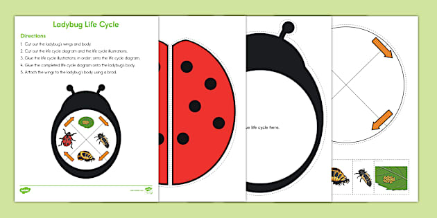 Ladybug Life Cycle Craft - Twinkl