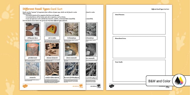 Printable Fossil Activity for 3rd Grade Twinkl USA