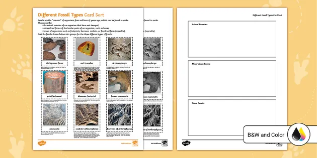 Different Fossil Types Card Sort (Teacher-Made) - Twinkl