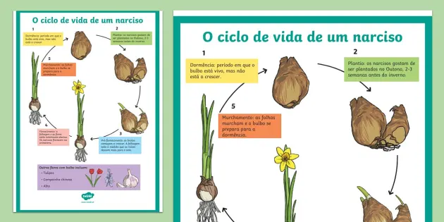 O ciclo de vida de uma planta com flores (Teacher-Made)