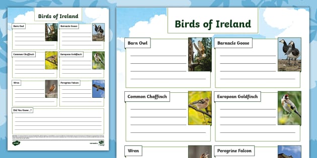 Birds of Ireland Fact File Template (teacher made) - Twinkl