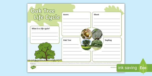 Oak Tree Life Cycle Fact File Template Lehrer Gemacht