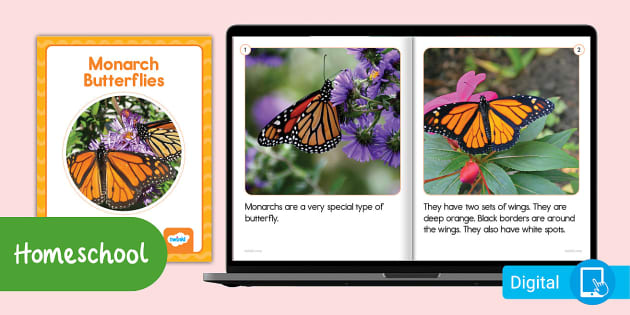 Second Grade Monarch Butterfly eBook (teacher made) - Twinkl