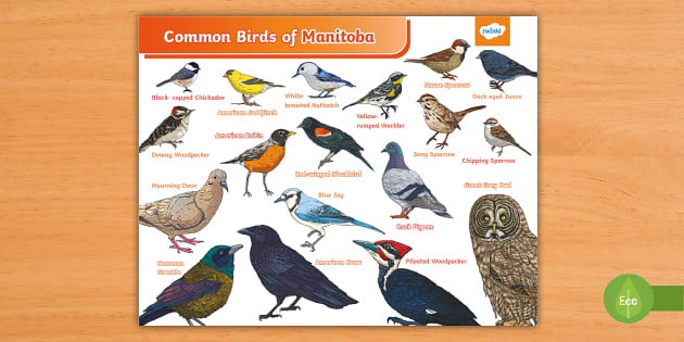 Common Birds of Manitoba Poster | Ecosystems and Wildlife