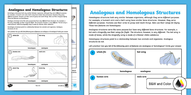 Analogous And Homologous Structures Worksheet For 6th 8th Grade Us S 1678316382 Ver 1 