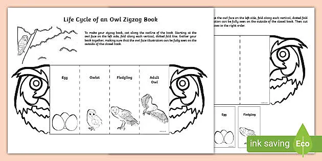 en kop modstå Zoo om natten Life Cycle of an Owl Zigzag Book