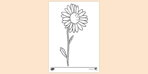 Line Art Of Daisy Flower, Flower Drawing, Daisy Drawing, Daisy Flower  Drawing PNG Transparent Image and Clipart for Free Download