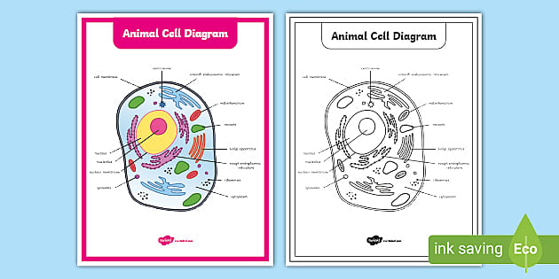 11,131 Animal Cell Structure Images, Stock Photos, 3D objects, & Vectors |  Shutterstock