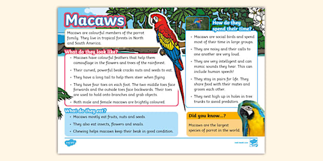 Macaw Fact File - KS1 (teacher made) - Twinkl