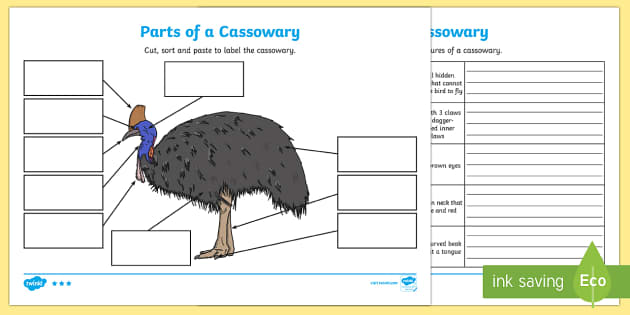 Parts Of A Cassowary Worksheet Worksheets Twinkl