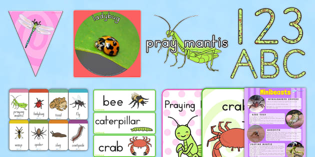 Minibeasts NSW Display Pack - Australia Minibeasts Resource Pack